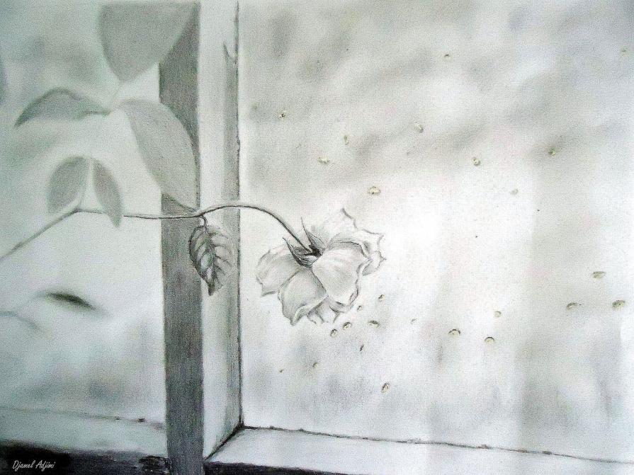 White Rose by a Window