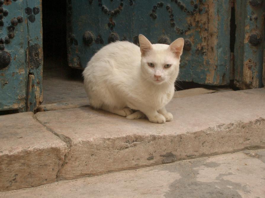 Sguardo felino tunisino