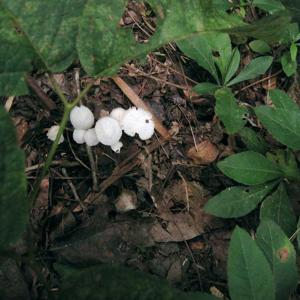 Mushrooms of the Serra Azul.