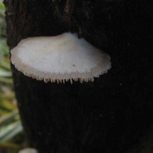 Mushrooms of the Serra Azul.