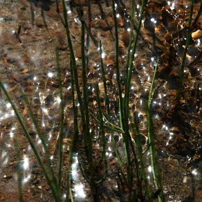 Sparkling foliage