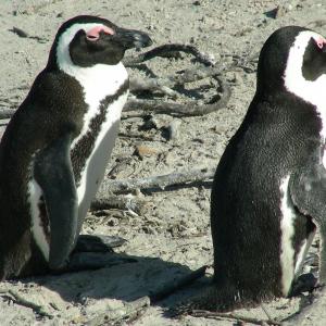 South Africa. Animals