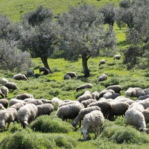 Italy. Basilicata & Campania. Dropouts and rediscovered