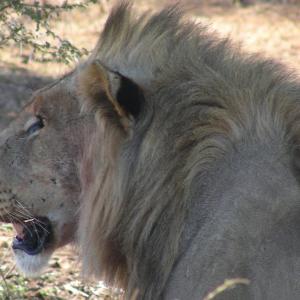 South Africa. Animals