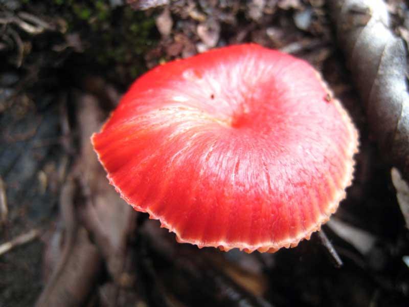 Mushrooms of the Serra Azul.