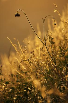 fiore nel tramonto