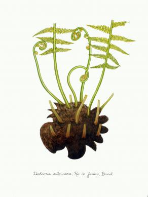 Dicksonia sellowiana