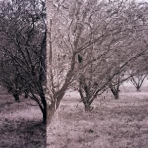 the trees_orchard 