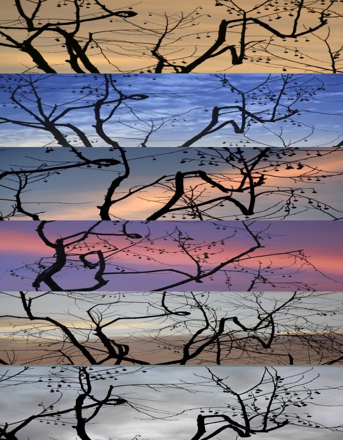 THE TREES, HEXAPTYCH