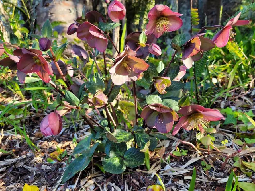 mural #1 hellebore pretty in pink - base photo