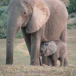 South Africa. Animals