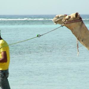 Egypt. Luxor and Marsa Alam