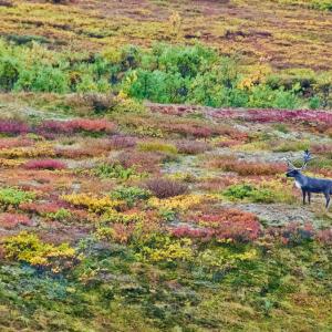 USA. Alaska 1/3. Life forms