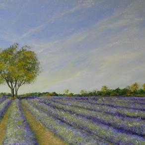 Lavender fields in Provence