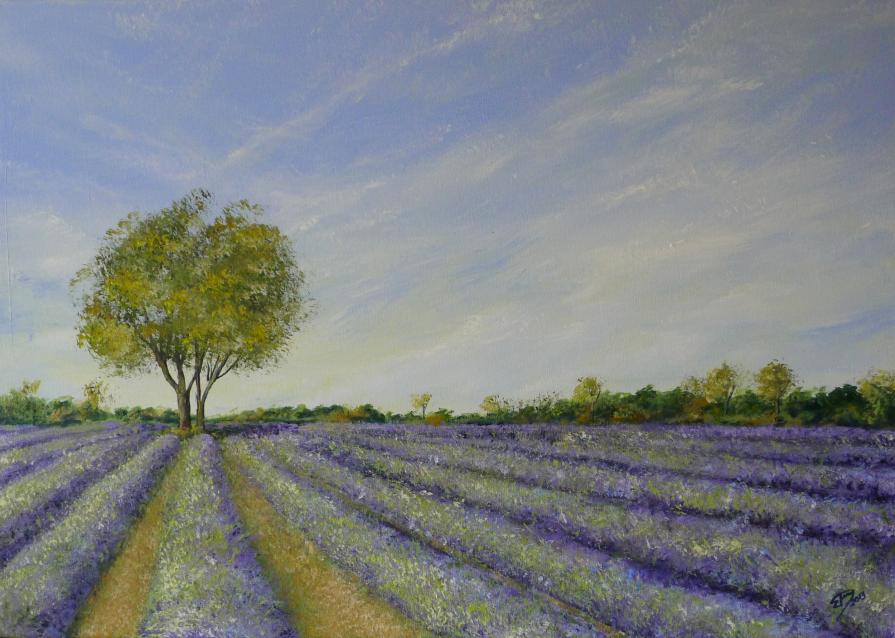 Lavender fields in Provence