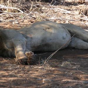 South Africa. Animals