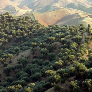 Italy. Calabria. Countryside