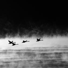 Swans In The Mist