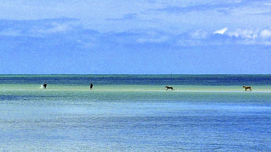 Cani cacciano giocano nella bassa marea - La Digue Seychelles-