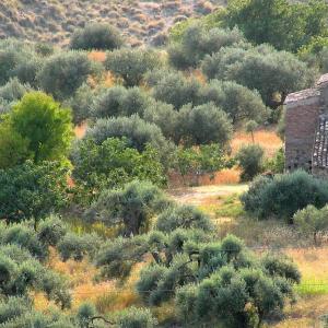 Italy. Calabria. Countryside