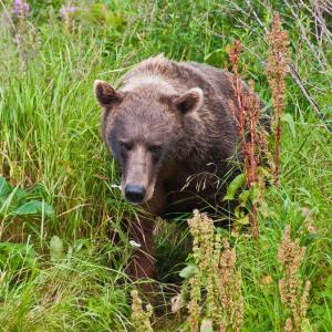 USA. Alaska 1/3. Life forms