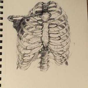 ribcage drawing