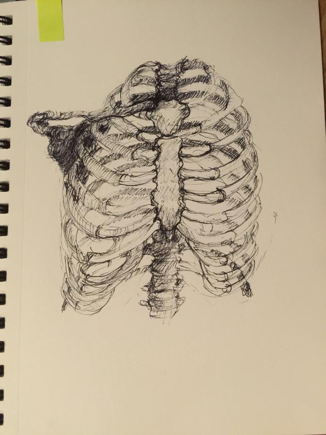 ribcage drawing