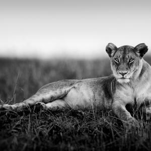 Lioness in grass