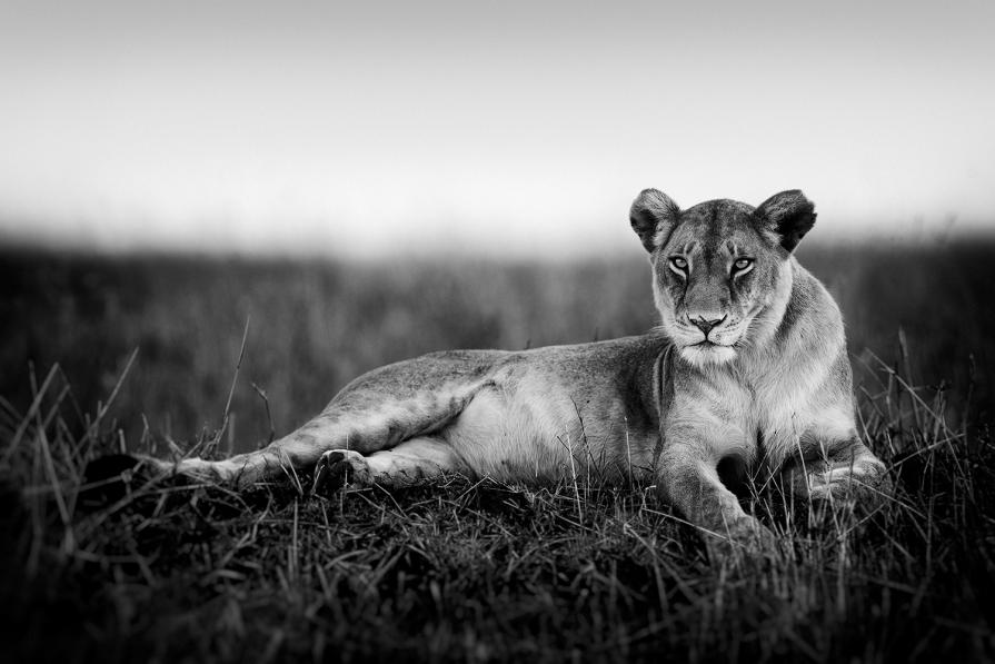 Lioness in grass