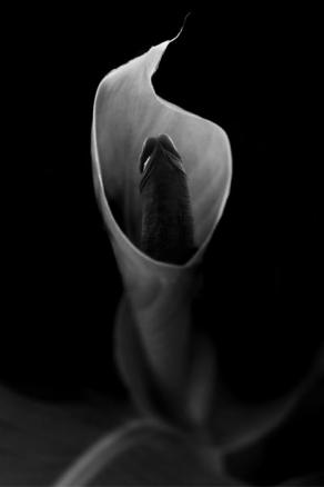 Calla Lily 