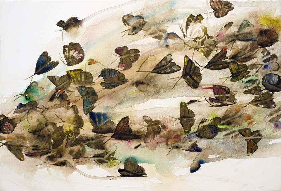 butterflies