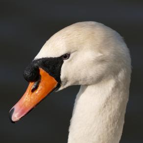 Swan at Melbourne