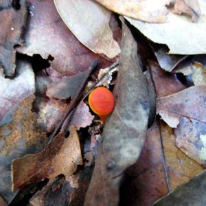 Mushrooms of the Serra Azul.