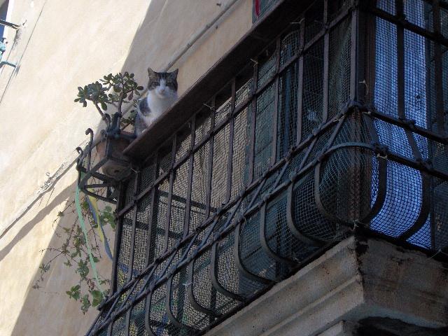 gatto... in equilibrio sul balcone