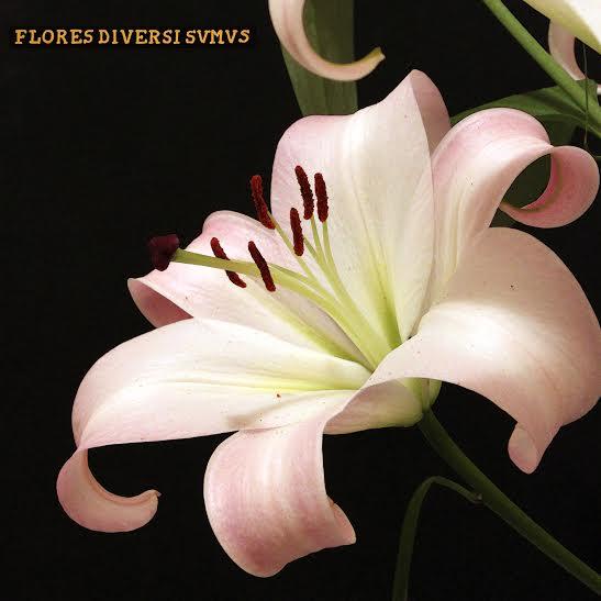 FLORES DIVERSI SVMVS