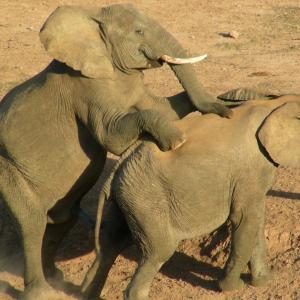 South Africa. Animals