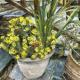 Pot with flowers at Koutloumousiou – Mount Athos