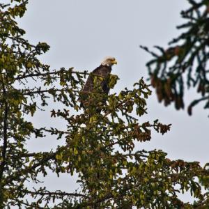 USA. Alaska 1/3. Life forms