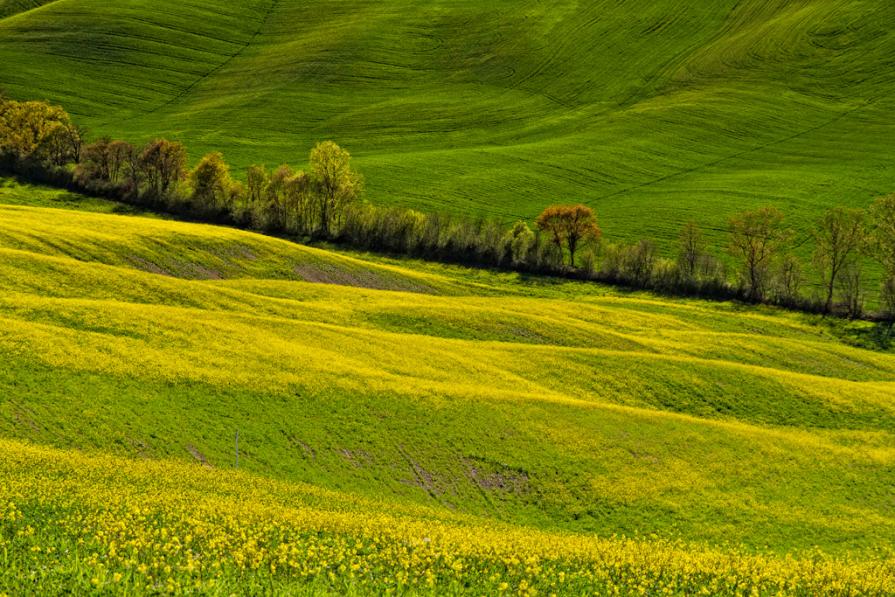 Linee temporali