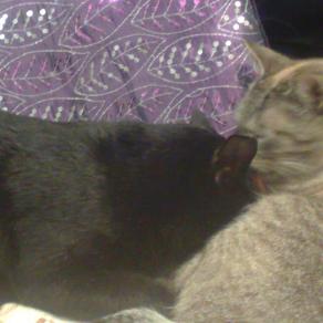 I miei gatti : Nerone e Zac