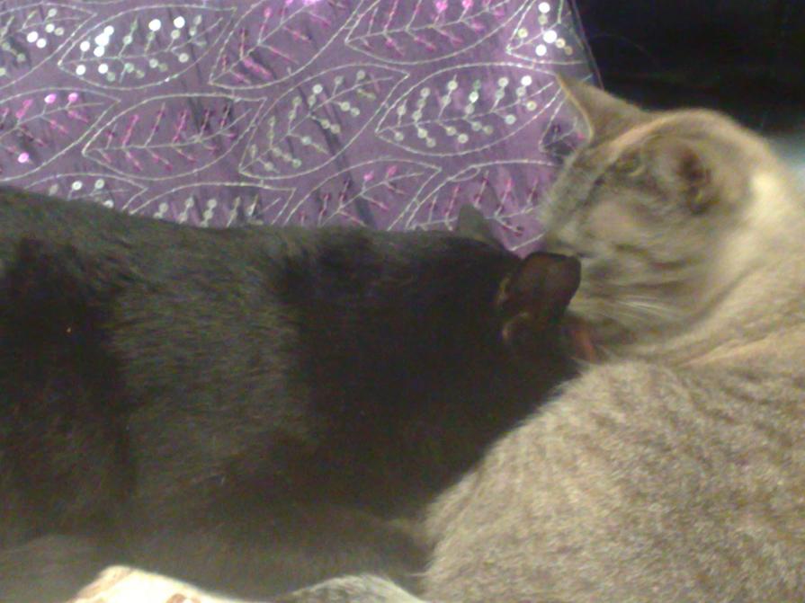 I miei gatti : Nerone e Zac