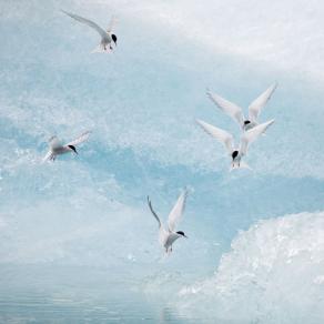 Five Terns