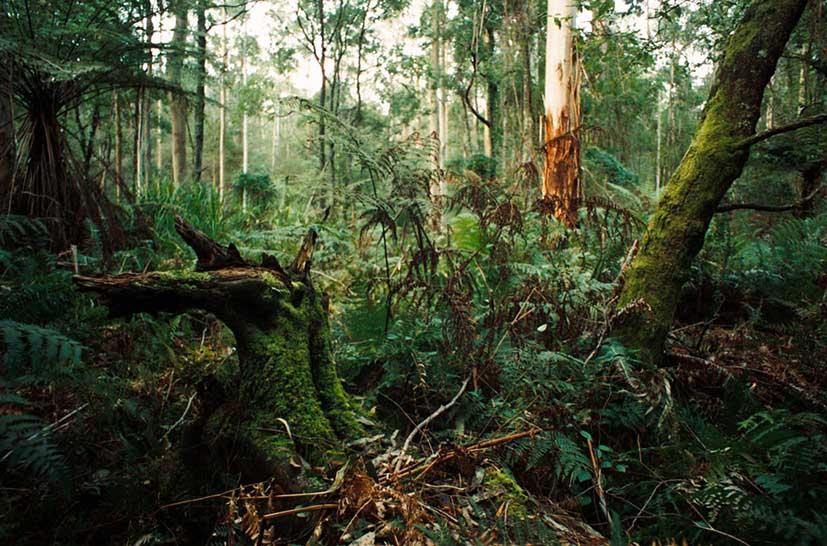 rain forest Australia