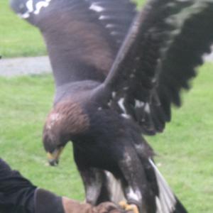 Eagle