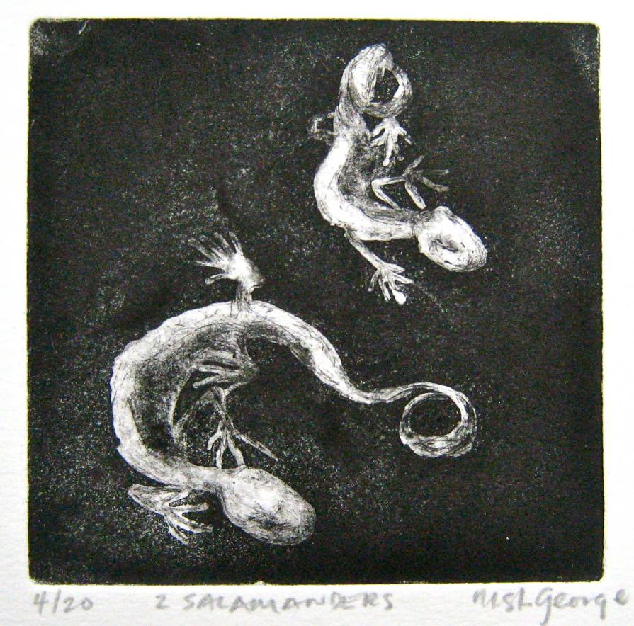 Two Salamanders