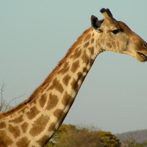 South Africa. Animals