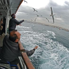 Feeding the seagulls