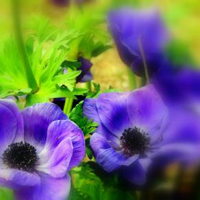 Blue Marigold (  Anemone Coronaria )  @ 2015