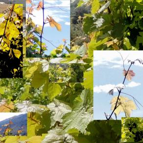 Creta Wines   (Vitis vinifera  Spring Collage)