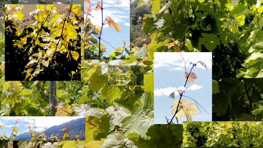 Creta Wines   (Vitis vinifera  Spring Collage)